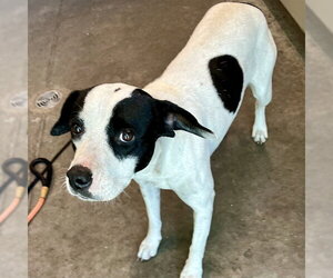 American Pit Bull Terrier-Unknown Mix Dogs for adoption in Tavares, FL, USA
