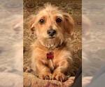 Small #4 Dachshund Mix