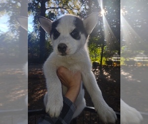 Siberian Husky Puppy for sale in FLORENCE, SC, USA
