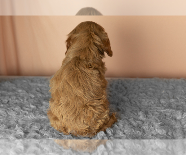 Medium Photo #4 Golden Cavadoodle Puppy For Sale in MILLERSBURG, IN, USA