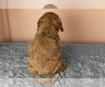 Small #3 Golden Cavadoodle
