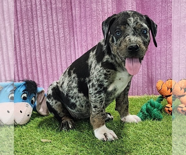 Medium Photo #2 Catahoula Leopard Dog Puppy For Sale in CUMBY, TX, USA