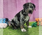 Small #1 Catahoula Leopard Dog