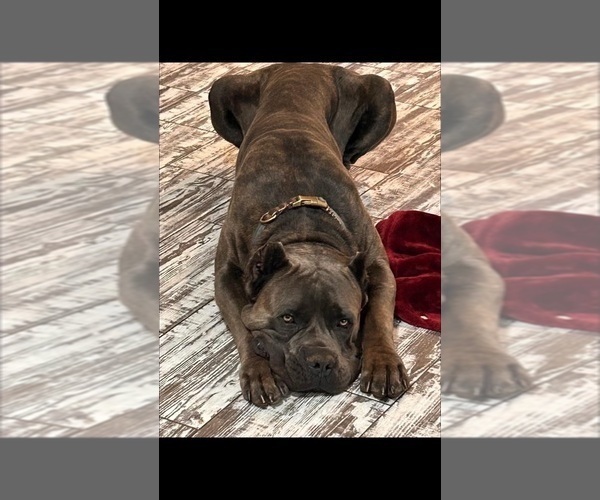 Medium Photo #1 Cane Corso Puppy For Sale in TYLER, TX, USA