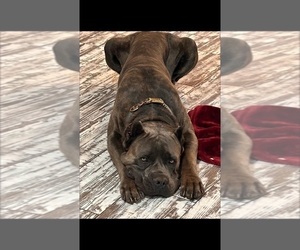 Father of the Cane Corso puppies born on 04/28/2025
