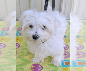 Cloud - Male Maltese Dog for Adoption - Photo #2