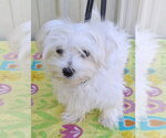 Small Photo #2 Maltese Puppy For Sale in Mountain View, MO, USA