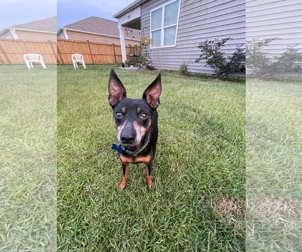 Medium Photo #3 Miniature Pinscher-Unknown Mix Puppy For Sale in Spring Lake, NC, USA