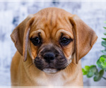 Puppy Boots Puggle