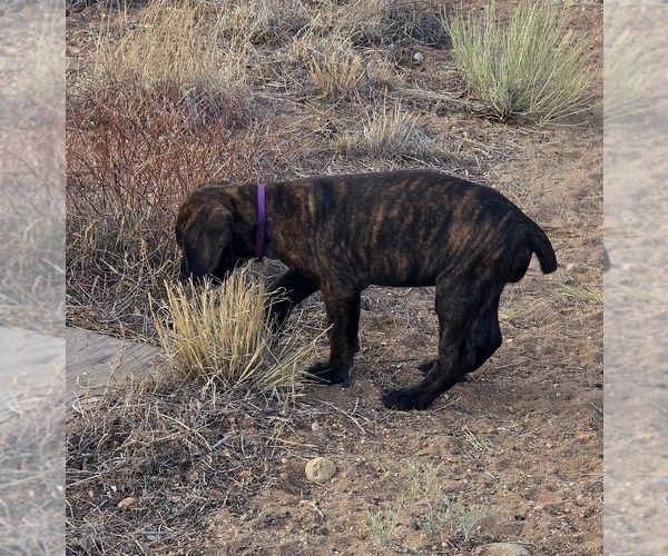 Medium Photo #29 Cane Corso Puppy For Sale in BLANCA, CO, USA