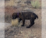 Small #28 Cane Corso