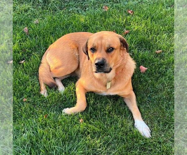 Medium Photo #1 Great Pyrenees-Rottweiler Mix Puppy For Sale in Rootstown, OH, USA
