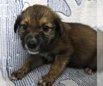 Small Mutt
