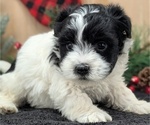 Small #2 Havanese