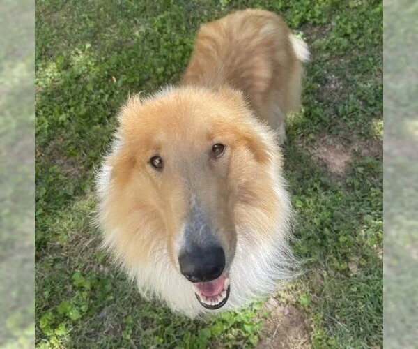 Medium Photo #2 Collie Puppy For Sale in Dublin, OH, USA