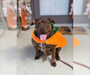 Staffordshire Bull Terrier Dogs for adoption in Louisville, KY, USA