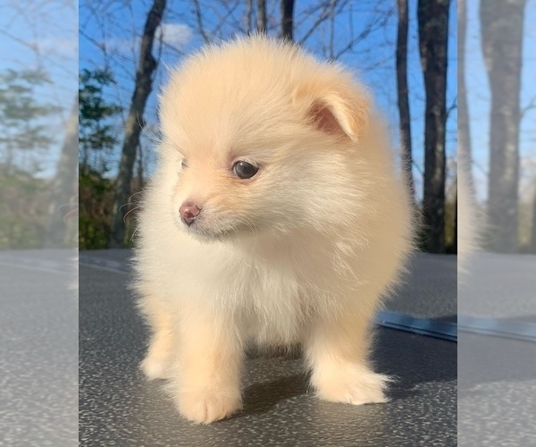 Medium Photo #18 Pomeranian Puppy For Sale in PORTLAND, ME, USA