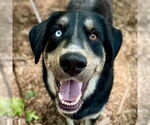 Small Labrador Retriever Mix