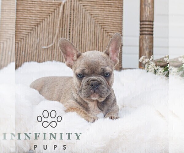 Medium Photo #4 French Bulldog Puppy For Sale in HONEY BROOK, PA, USA