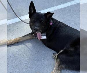 Santiago - Male Mutt Dog for Adoption - Photo #29