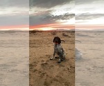 Small Photo #1 German Shorthaired Pointer Puppy For Sale in CALIFORNIA CITY, CA, USA