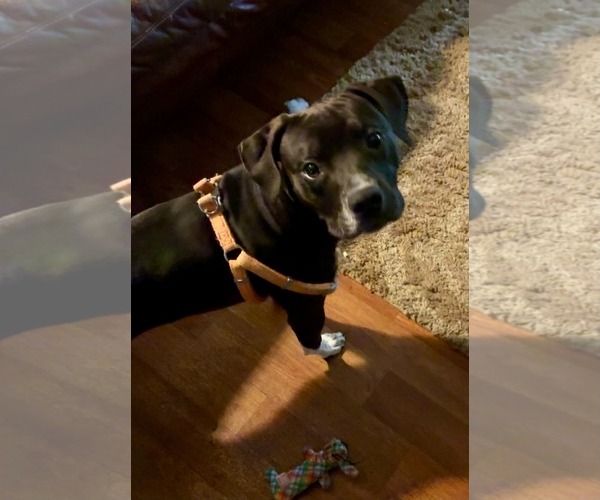 Medium Photo #1 Boxer Puppy For Sale in Holly Springs, NC, USA