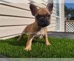 Small #7 French Bulldog