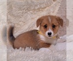 Small Photo #53 Pembroke Welsh Corgi Puppy For Sale in ARROYO GRANDE, CA, USA