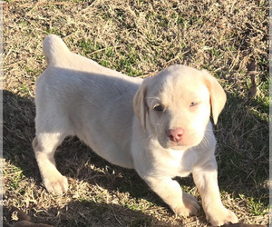 Labrador Retriever Puppy for sale in COLCORD, OK, USA