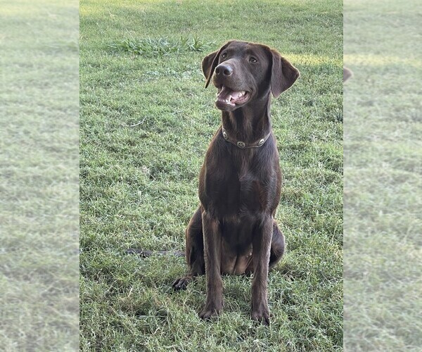 Medium Photo #4 Labrador Retriever Puppy For Sale in BROWNS VALLEY, CA, USA