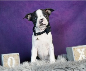 Boston Terrier Puppy for sale in WARSAW, IN, USA