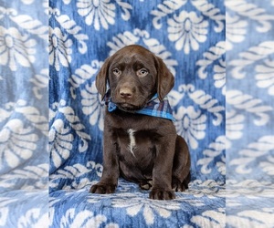 Labrador Retriever Puppy for sale in NEW FREEDOM, PA, USA