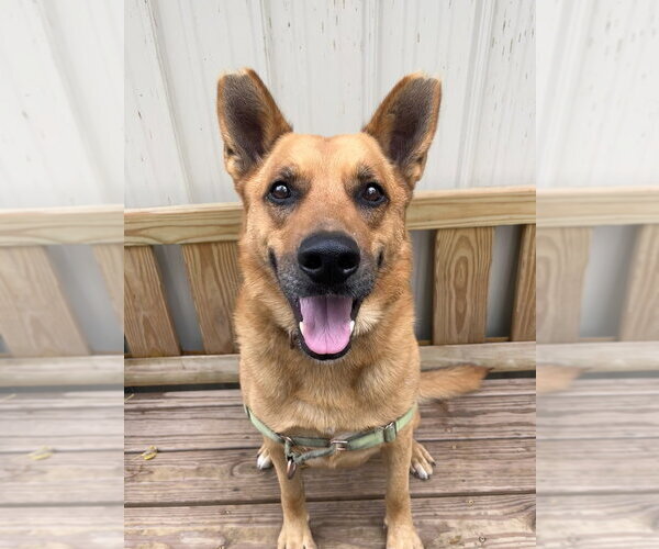Medium Photo #9 Mutt Puppy For Sale in Elmsford, NY, USA