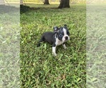 Small #6 Boston Terrier