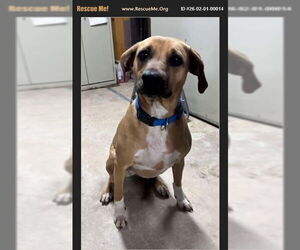 Labrador Retriever-Unknown Mix Dogs for adoption in Benton, PA, USA