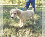 Small #8 Great Pyrenees