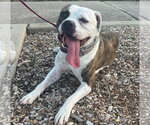 Small #5 Boxer Mix