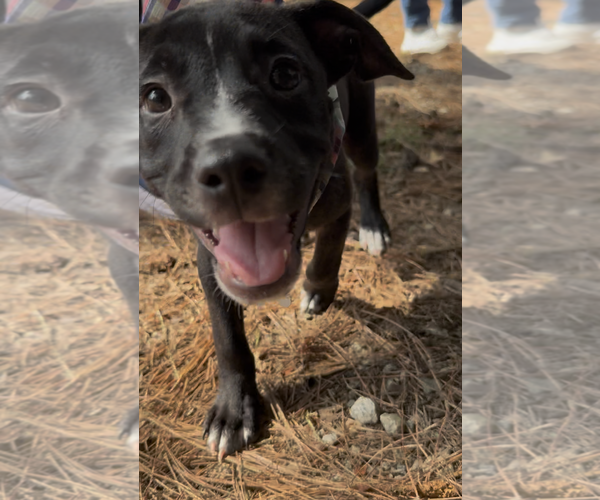 Medium Photo #3 American Staffordshire Terrier-Unknown Mix Puppy For Sale in Holly Springs, NC, USA