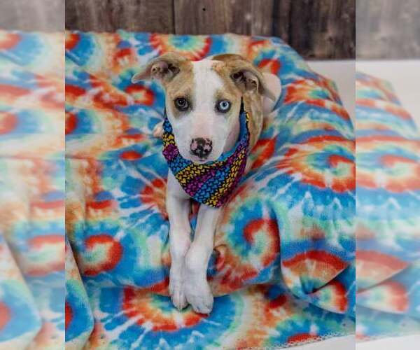 Medium Photo #5 Mutt Puppy For Sale in Kennesaw, GA, USA
