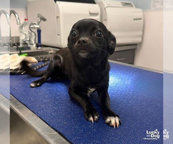 Medium Photo #3 Chihuahua-Unknown Mix Puppy For Sale in Washington, DC, USA