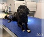 Small Photo #3 Chihuahua-Unknown Mix Puppy For Sale in Washington, DC, USA