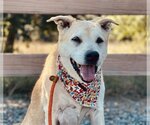 Small #5 Labrador Retriever Mix