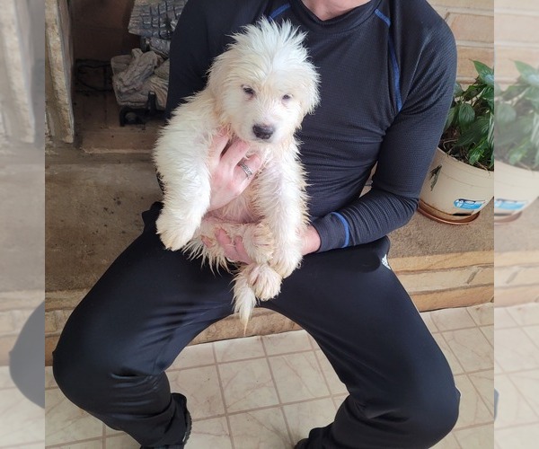 Medium Photo #1 Great Pyrenees Puppy For Sale in ALBERTVILLE, AL, USA