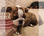 Small Photo #4 Bulldog Puppy For Sale in GOLDSBORO, NC, USA