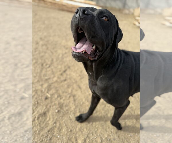 Medium Photo #4 Mutt Puppy For Sale in Goodyear, AZ, USA