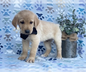 Anatolian Shepherd-Golden Retriever Mix Puppy for sale in LANCASTER, PA, USA