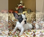 Small Photo #30 French Bulldog Puppy For Sale in AVON PARK, FL, USA