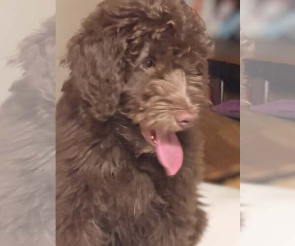 Medium Photo #5 Labradoodle Puppy For Sale in Turlock, CA, USA