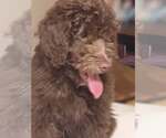 Small #4 Labradoodle