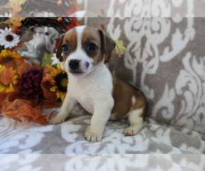 Jack Russell Terrier Puppy for sale in SHILOH, OH, USA